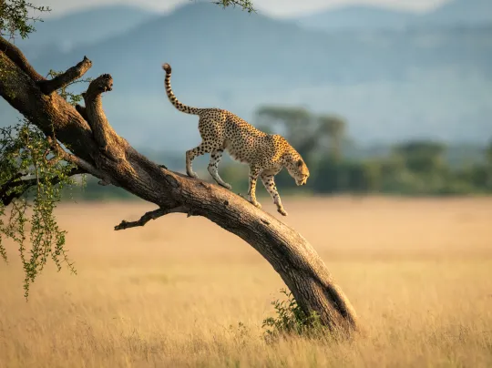 Safari holidays in the Serengeti