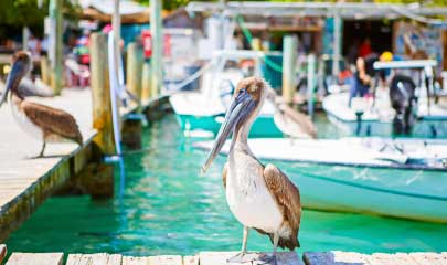 Villa Holidays To Florida Keys