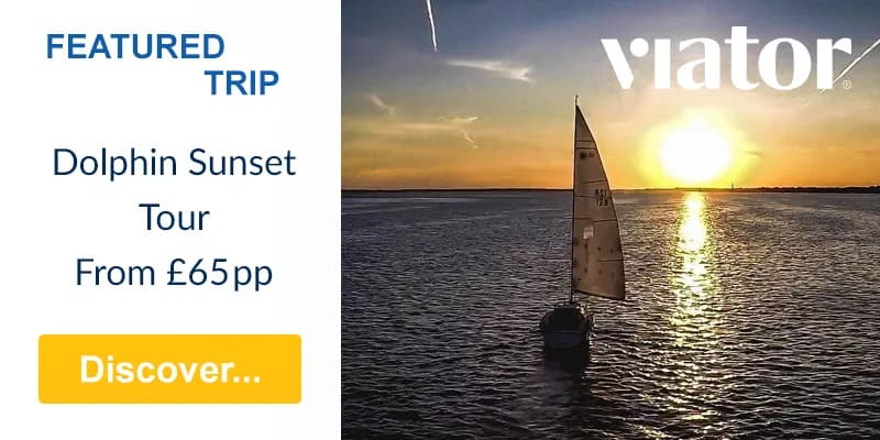 Dolphin Watching Tour in Benidorm with Viator