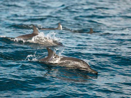 Dolphins