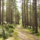 Woodland Path