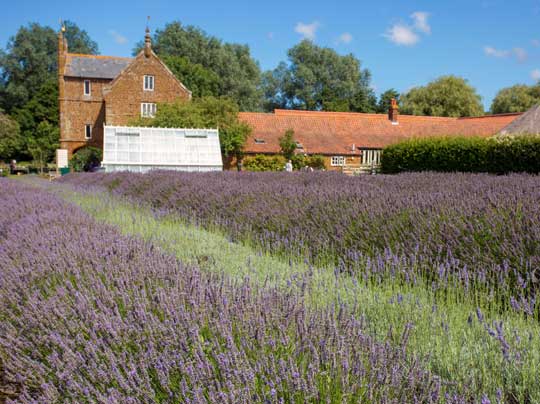 Norfolk Countryside